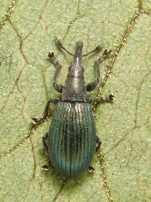 Apionidae: Perapion violaceum, femmina